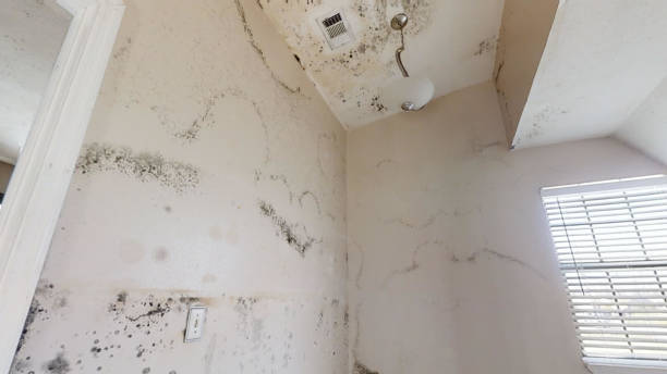 Best Crawl Space Mold Remediation  in La Habra, CA