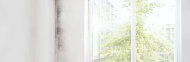 Best Forensic Mold Investigation  in La Habra, CA